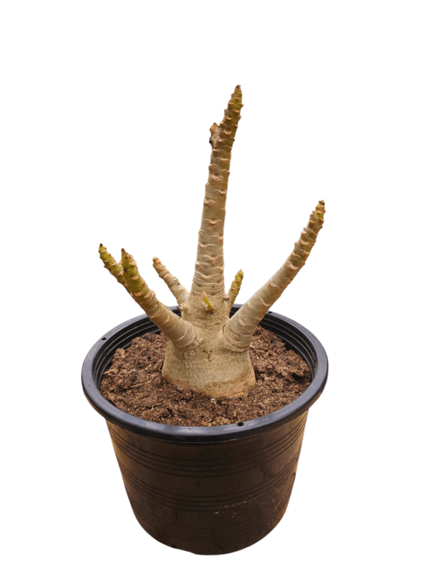 Adenium arabicum Nr.6