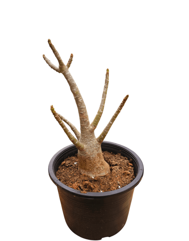 Adenium arabicum Nr.5