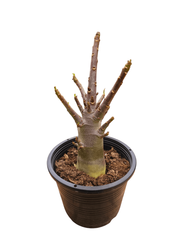 Adenium arabicum Nr.4