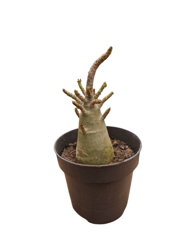 Adenium arabicum 4