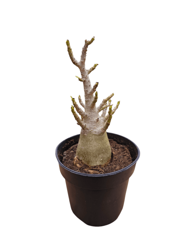 Adenium arabicum 5