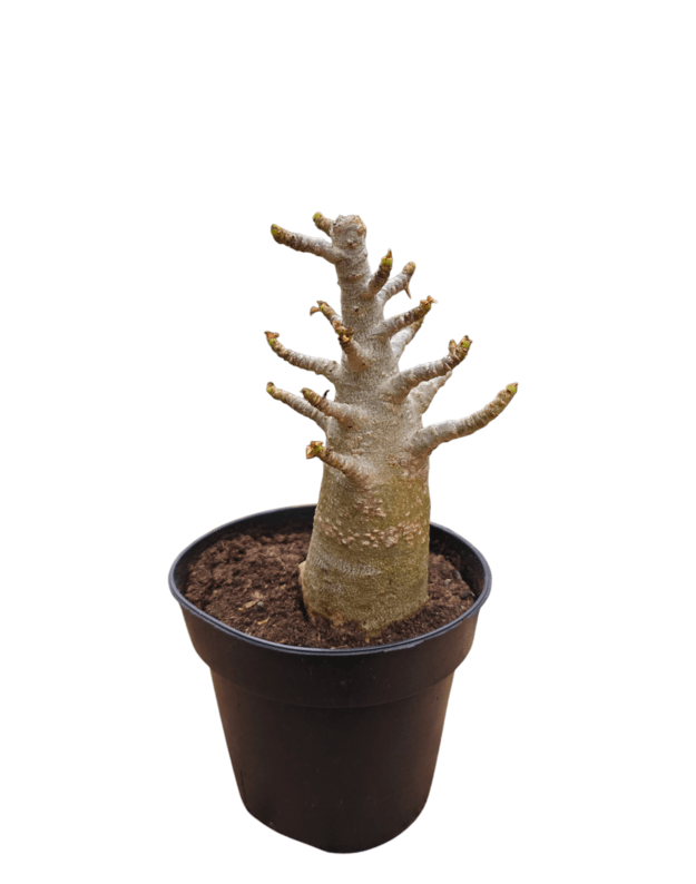 Adenium arabicum 6