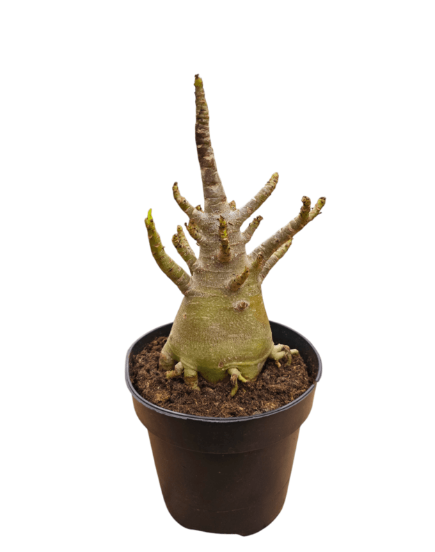 Adenium arabicum 2