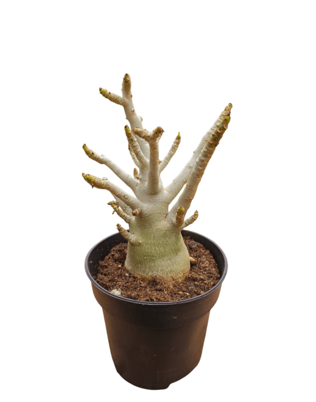 Adenium arabicum 1