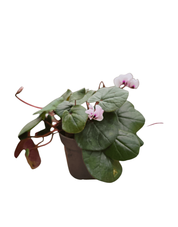 Cyclamen coum 3